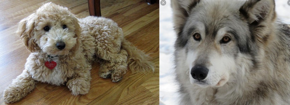 Wolfdog vs Bichonpoo - Breed Comparison