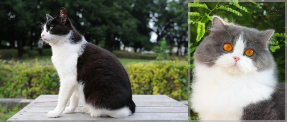 British Longhair vs Bicolor - Breed Comparison