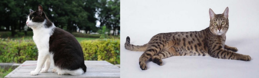 California Spangled Cat vs Bicolor - Breed Comparison