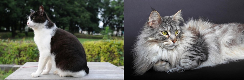 Domestic Longhaired Cat vs Bicolor - Breed Comparison