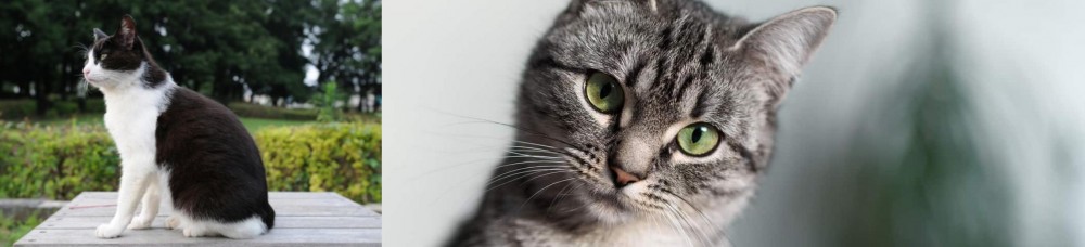 Domestic Shorthaired Cat vs Bicolor - Breed Comparison