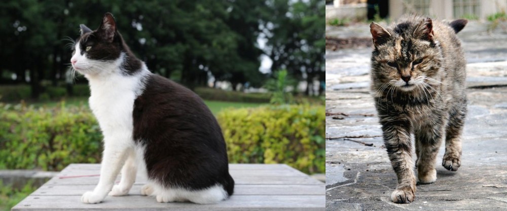 Farm Cat vs Bicolor - Breed Comparison