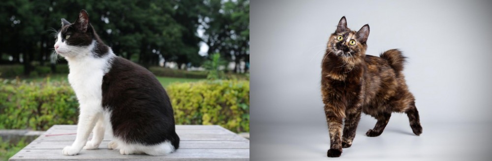 Japanese Bobtail vs Bicolor - Breed Comparison
