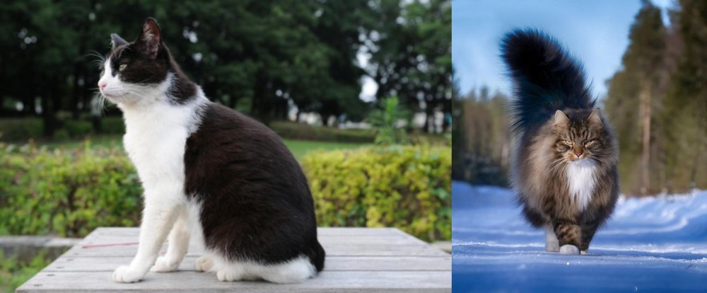 Norwegian Forest Cat vs Bicolor - Breed Comparison
