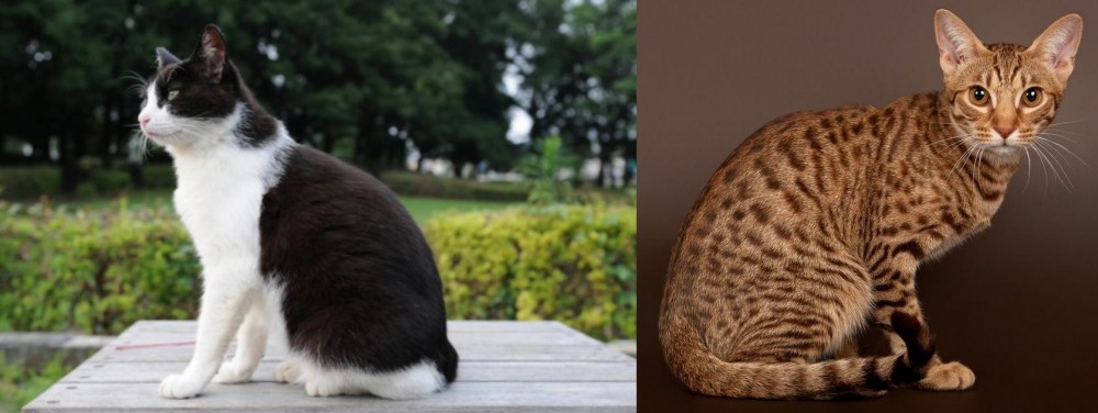 Ocicat vs Bicolor - Breed Comparison