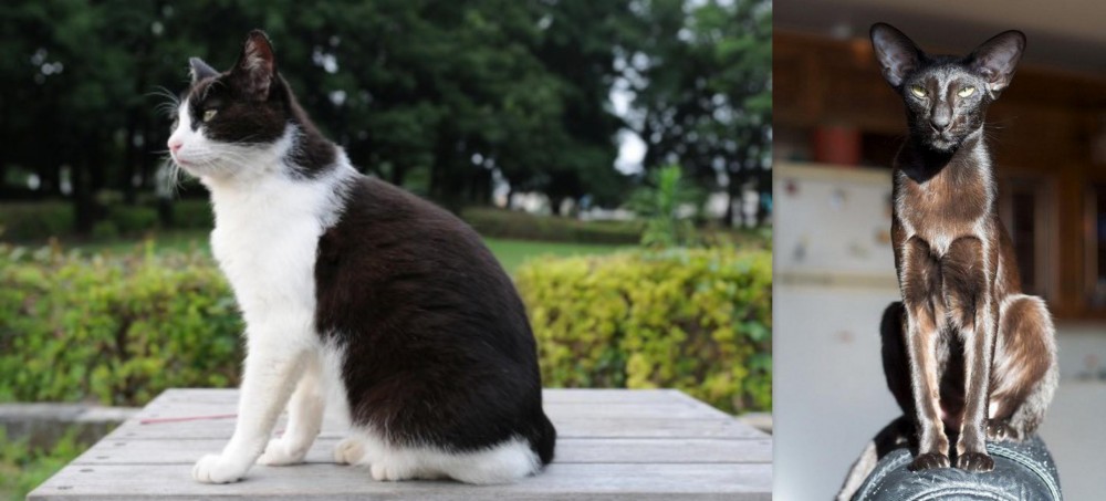 Oriental Shorthair vs Bicolor - Breed Comparison