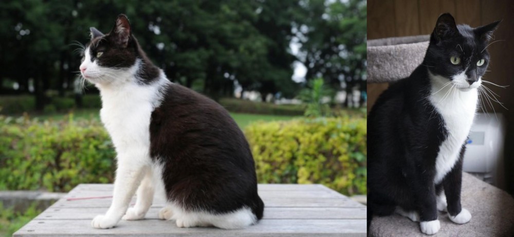 Tuxedo vs Bicolor - Breed Comparison