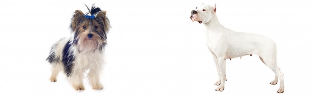 Argentine Dogo vs Biewer - Breed Comparison