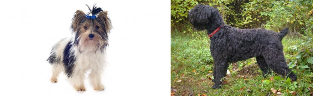 Black Russian Terrier vs Biewer - Breed Comparison