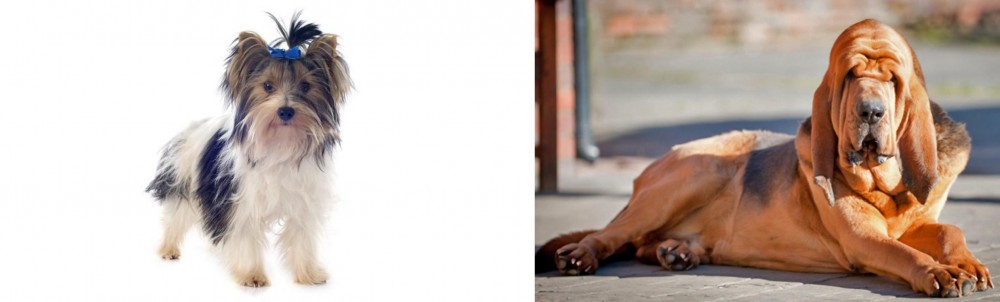 Bloodhound vs Biewer - Breed Comparison
