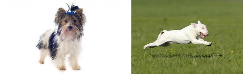 Bull Terrier vs Biewer - Breed Comparison