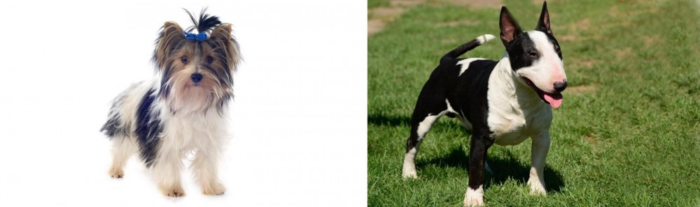 Bull Terrier Miniature vs Biewer - Breed Comparison