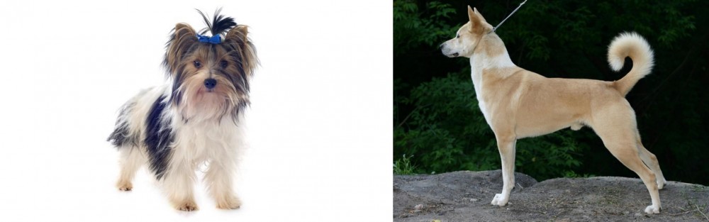 Canaan Dog vs Biewer - Breed Comparison