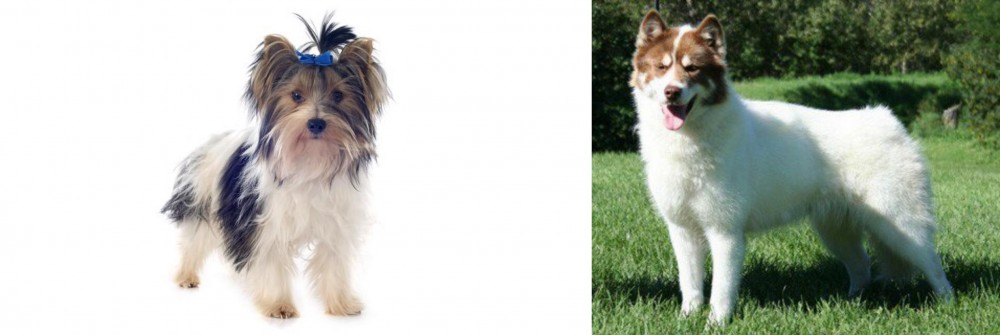 Canadian Eskimo Dog vs Biewer - Breed Comparison
