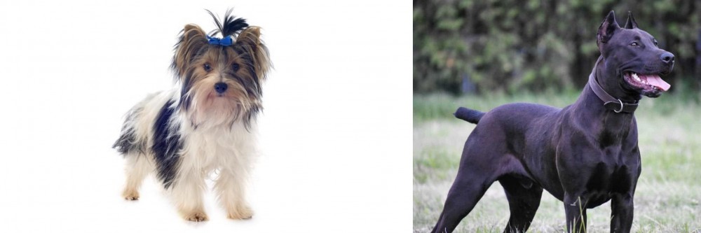 Canis Panther vs Biewer - Breed Comparison