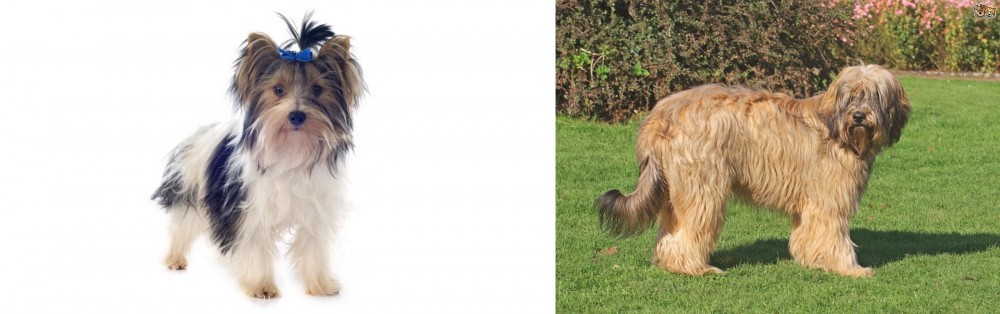 Catalan Sheepdog vs Biewer - Breed Comparison