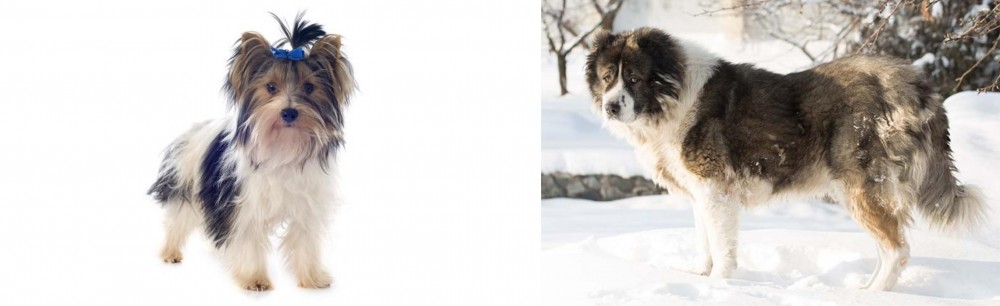 Caucasian Shepherd vs Biewer - Breed Comparison