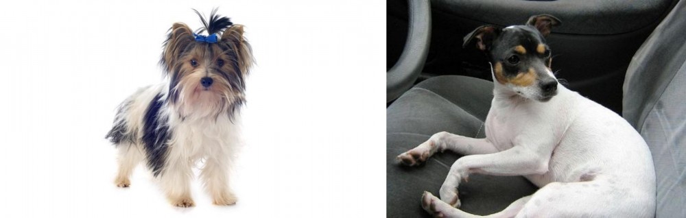 Chilean Fox Terrier vs Biewer - Breed Comparison