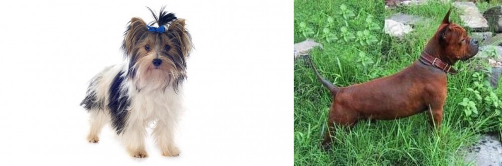 Chinese Chongqing Dog vs Biewer - Breed Comparison