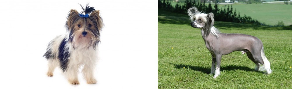 Chinese Crested Dog vs Biewer - Breed Comparison