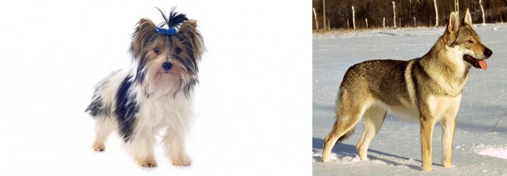 Czechoslovakian Wolfdog vs Biewer - Breed Comparison