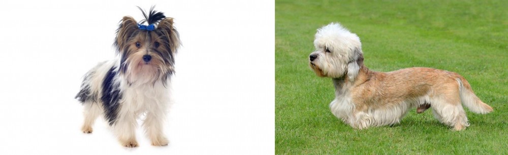 Dandie Dinmont Terrier vs Biewer - Breed Comparison