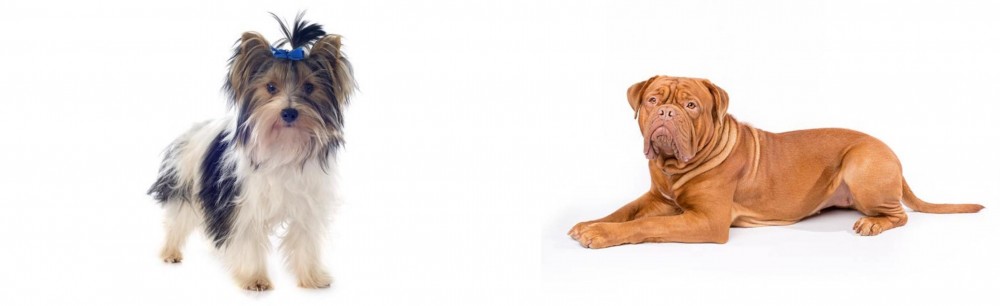 Dogue De Bordeaux vs Biewer - Breed Comparison