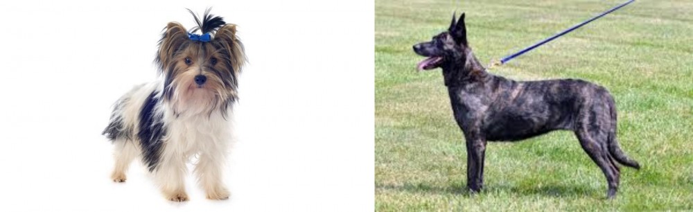 Dutch Shepherd vs Biewer - Breed Comparison