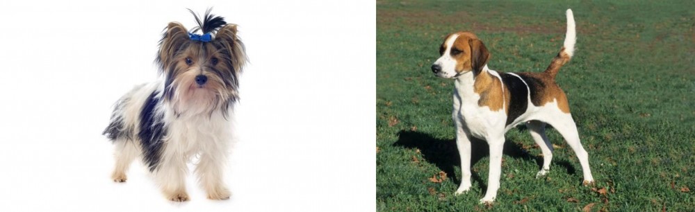 English Foxhound vs Biewer - Breed Comparison