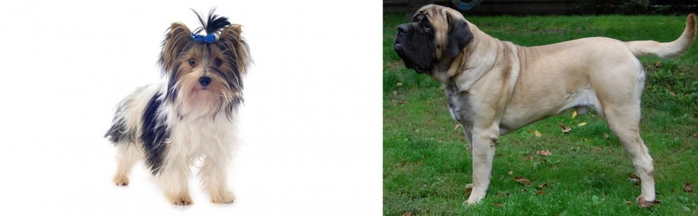 English Mastiff vs Biewer - Breed Comparison