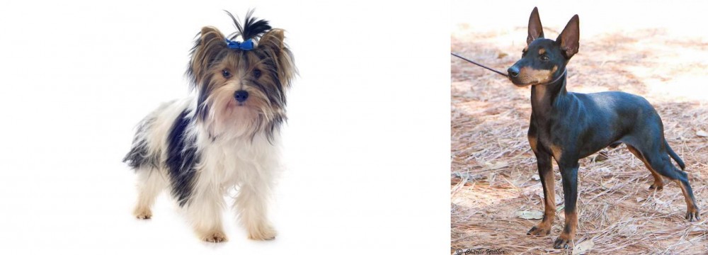 English Toy Terrier (Black & Tan) vs Biewer - Breed Comparison