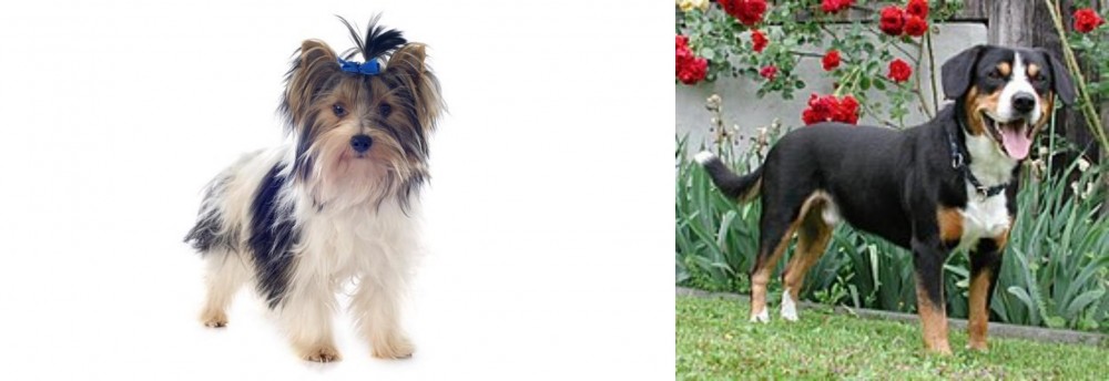 Entlebucher Mountain Dog vs Biewer - Breed Comparison