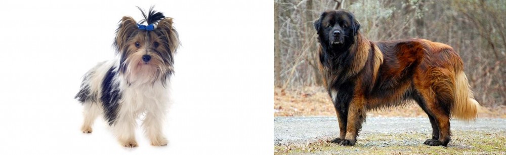 Estrela Mountain Dog vs Biewer - Breed Comparison
