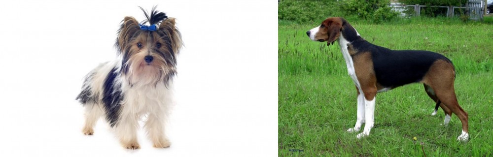 Finnish Hound vs Biewer - Breed Comparison