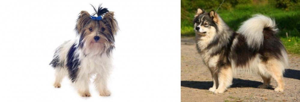 Finnish Lapphund vs Biewer - Breed Comparison