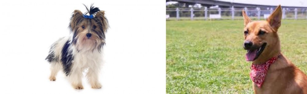 Formosan Mountain Dog vs Biewer - Breed Comparison