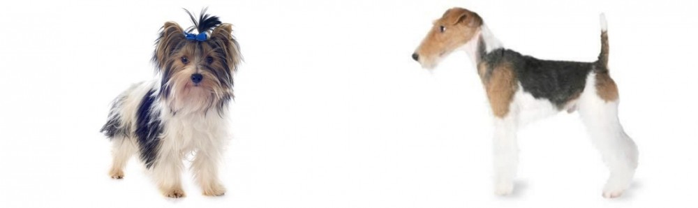 Fox Terrier vs Biewer - Breed Comparison