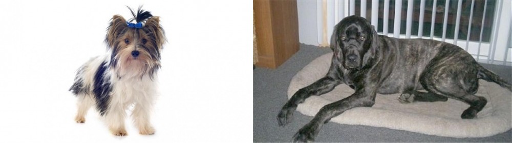 Giant Maso Mastiff vs Biewer - Breed Comparison