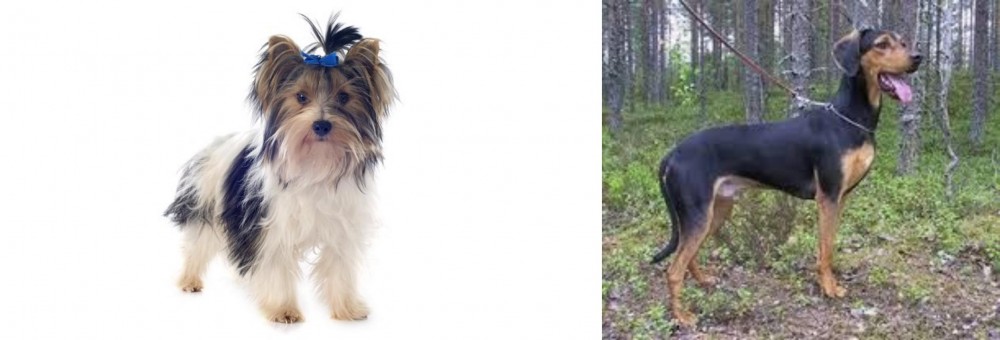 Greek Harehound vs Biewer - Breed Comparison