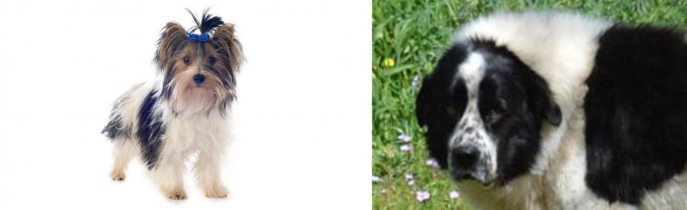 Greek Sheepdog vs Biewer - Breed Comparison