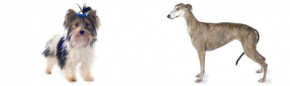Greyhound vs Biewer - Breed Comparison