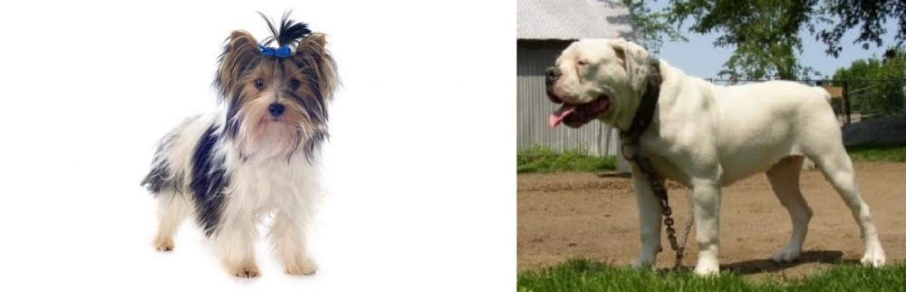 Hermes Bulldogge vs Biewer - Breed Comparison