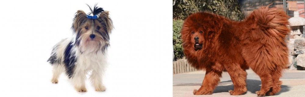Himalayan Mastiff vs Biewer - Breed Comparison