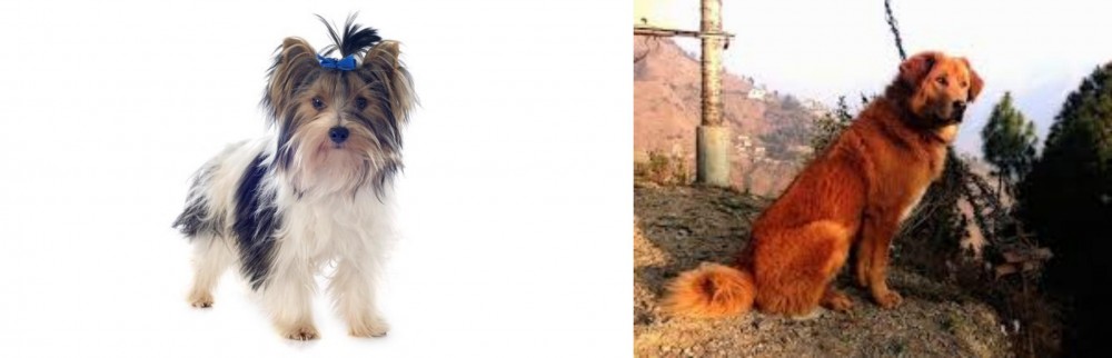 Himalayan Sheepdog vs Biewer - Breed Comparison