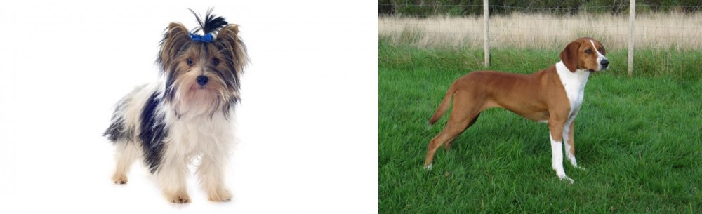 Hygenhund vs Biewer - Breed Comparison
