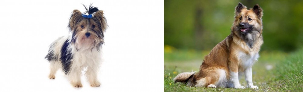 Icelandic Sheepdog vs Biewer - Breed Comparison