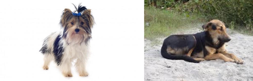 Indian Pariah Dog vs Biewer - Breed Comparison