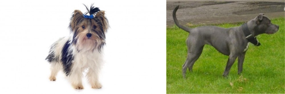 Irish Bull Terrier vs Biewer - Breed Comparison