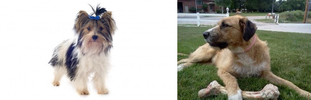 Irish Mastiff Hound vs Biewer - Breed Comparison