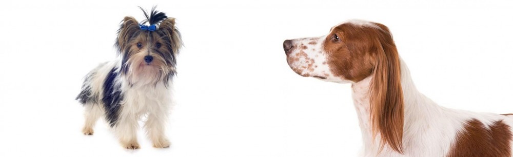 Irish Red and White Setter vs Biewer - Breed Comparison